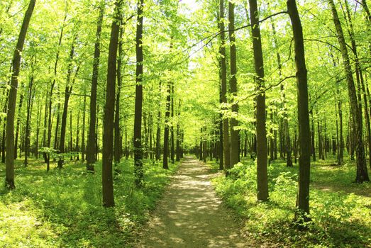 green forest background in sunny day