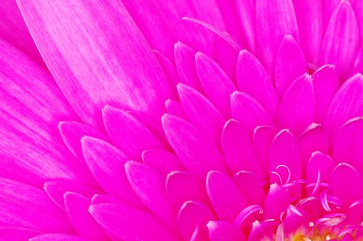  gerbera flower close up background