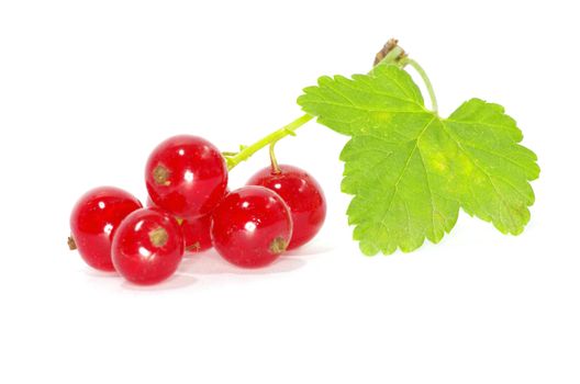 red currant isolated on a white background