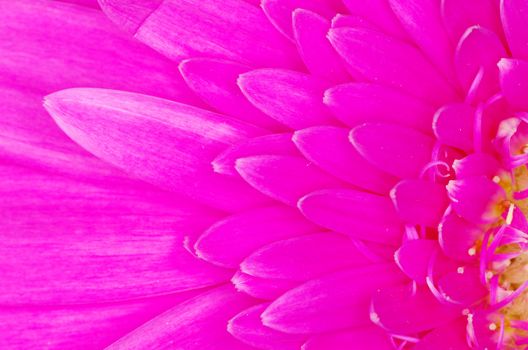  gerbera flower close up background