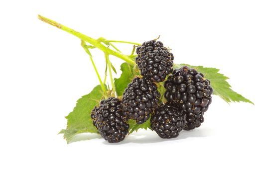 blackberry isolated on white background