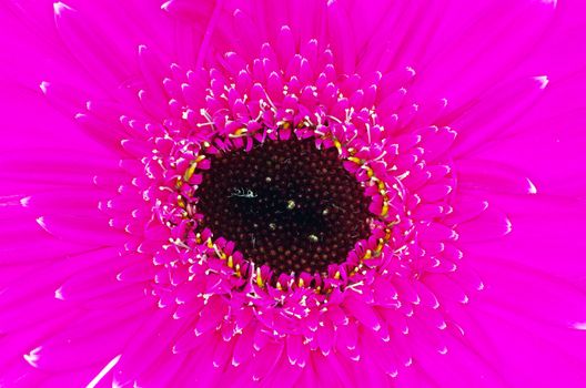  gerbera flower close up background