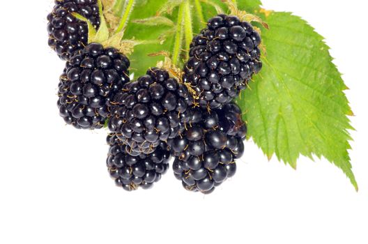 blackberry isolated on white background