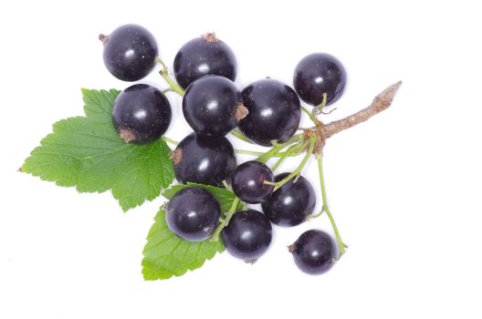 branch of black currant fruits isolated on white background