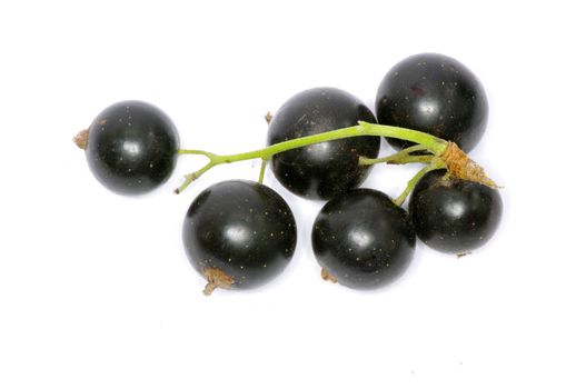 branch of black currant fruits isolated on white background