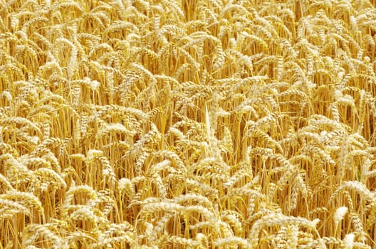 golden wheat field in summer