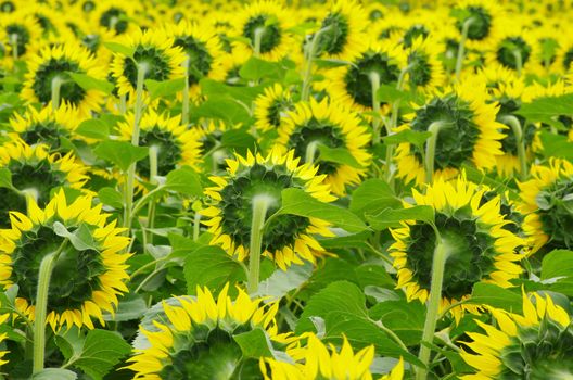 Closeup of a bright yellow sunflowers