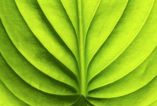 structure of leaf natural background