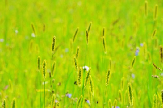 spring grass on the field