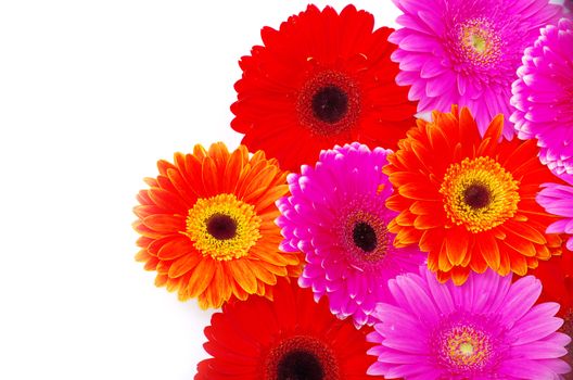 gerbera flower closeup on white background