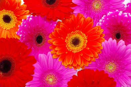  gerbera flower close up background