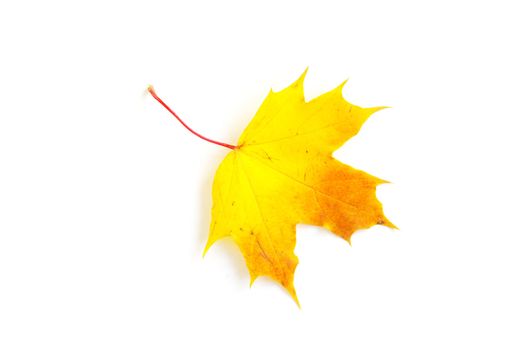 autumn maple leaf isolated on white background
