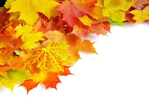autumn maple leafs isolated on a white 