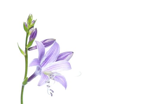 lovely purple flowers on white background