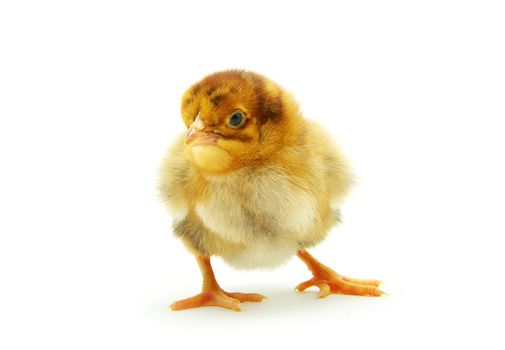 Cute little baby chicken isolated on white background