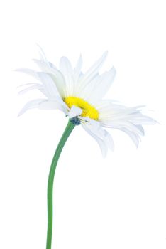 white chamomile isolated on white