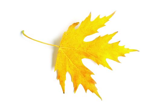 autumn maple leaf isolated on white background
