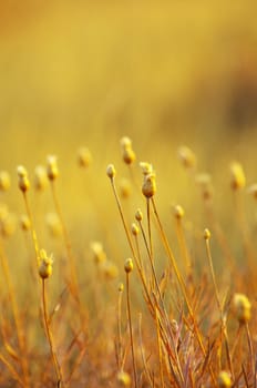 close-up plant on the field