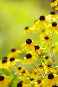 abstract yellow flowers on field