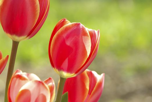  Beautiful red tulips in the garden