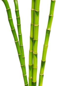 bamboo isolated on a white background