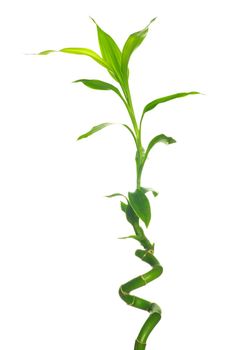 green bamboo  isolated on a white background