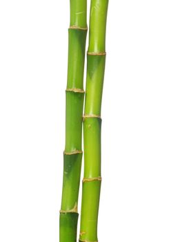 green bamboo  isolated on a white background