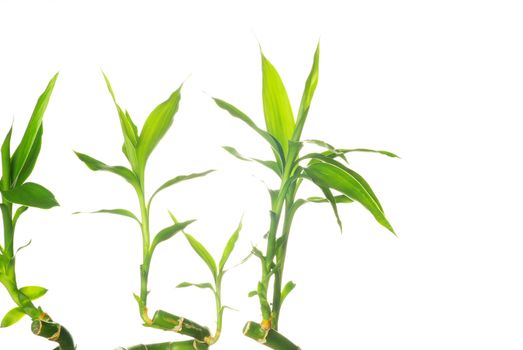 Bamboo isolated on a white background