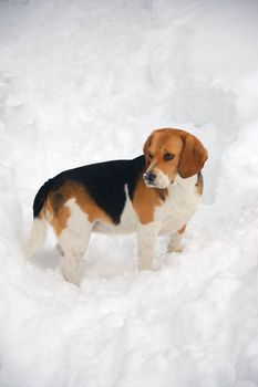 Beagle in garden after snowing