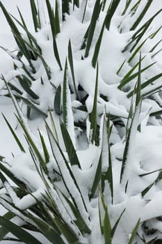 Yucca covered with snow in garden