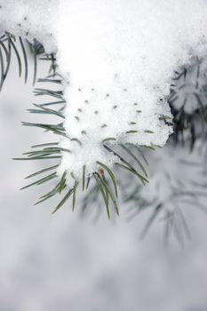 Garden in winter