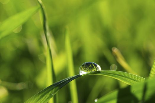 Dew drop on a blade of grass 