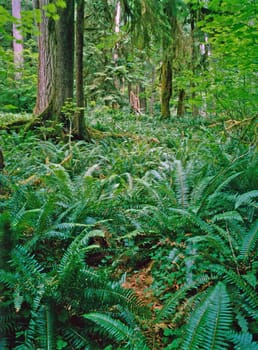 Rain Forest in Washington
