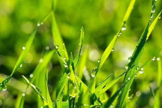 Dew drop on a blade of grass 