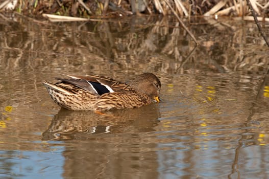 Wild duck swims in a spring reservoir