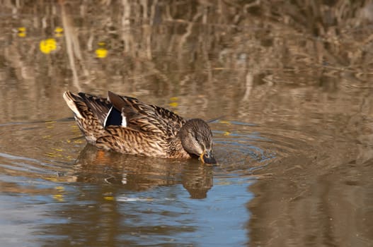 Wild duck swims in a spring pond.