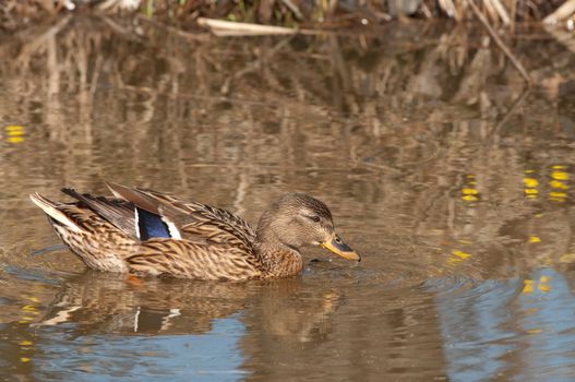 Wild duck swims in a spring puddle.