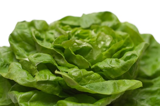 Close view on green and fresh lettuce isolated on a white background.