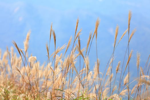 grass in autumn