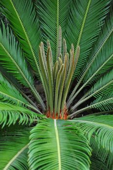 Cycad palm (Cycas)