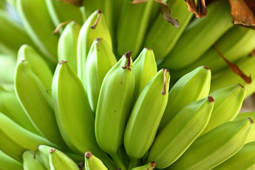 banana on tree