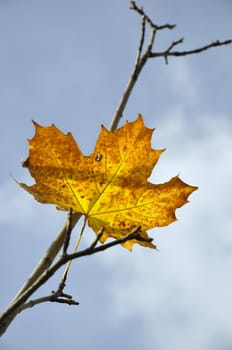 last maple leaf over blue sky by late autumn