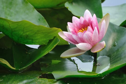 fresh huge pink lotus flower in Japanese pond among green leaves; focus on flower