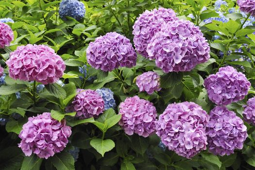 many fresh blossom hydrangea flowers