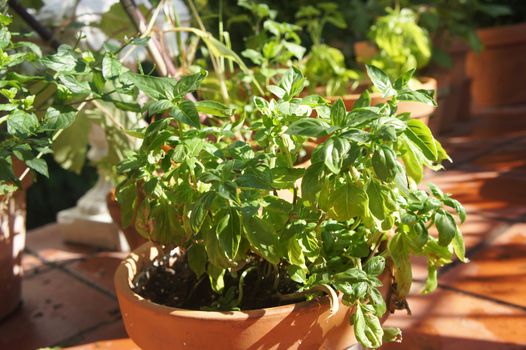 Basil and other herbs in the pot            