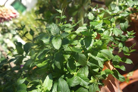 Mint and other herbs in the pot
