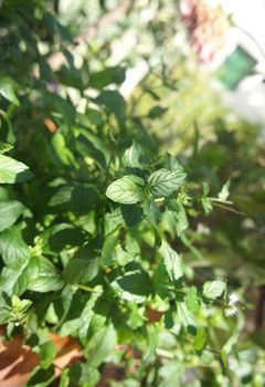 Mint and other herbs in the pot