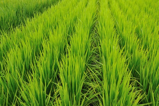 green rice field rows with rain drops on the leafs; focus on foreground part