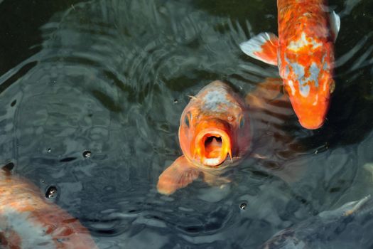 hungry red carp "koi"
fishes in Japanese pond