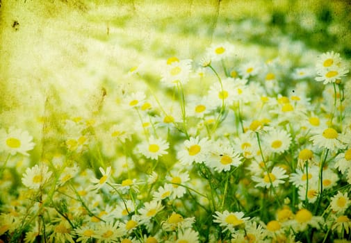 Summer field with a lot of camomiles
